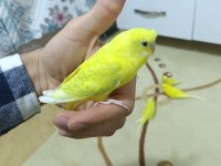 Yetişkin ve yavru eğitime açık muhabbet kuşları
