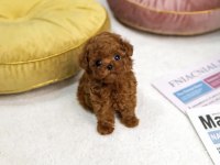 SHOW KALİTE POODLE YAVRUM