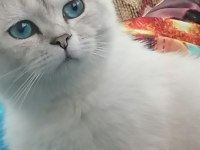 7 aylık erkek british shorthair kedimiz