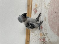 Yavru jako papağanı çok tatlı