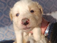 Border collie yavrular teslime hazır
