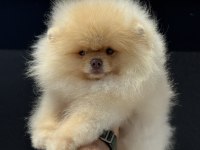 Show kalite wc eğitimli fcı export sçr li pomeranian
