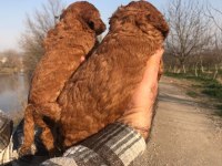 TATLI TOY POODLE YAVRULARI
