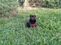 ERKEK DİŞİ DAMIZLIK HAMİLELİ PUG