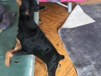4 Aylık Doberman Yavrusu