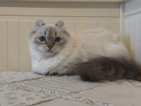 BRİTİSH LONGHAİR MUNCHKIN CÜCE KEDİMİZ ERKEK KİNKALOW