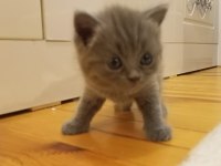 3 aylık british shorthair yavru kedimiz