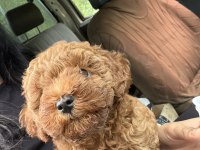 Poodle Sahiplenmek 3 Aylık
