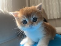 NY11 Erkek yavru british shorthair
