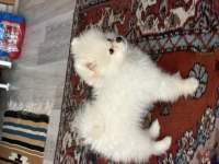 Uslu zeki pomeranian boo dünyalar tatlısı yavrumuz