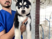 Üst Kalite Husky Yavrular