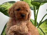 Orijinal toy poodle