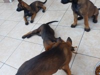 FCI /KIF ŞECERELİ MALİNOİS YAVRULARIM