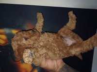 Bir avuç mutluluk poodle