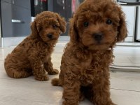 Şecere Belgeli Toy Poodle Bebekler