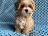 En iyi kore maltipoo yavruları
