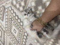 British Longhair Ay12 Blue Golden