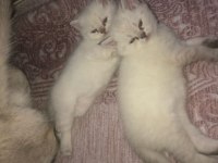 Kadi dünyası british shorthair