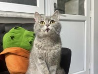 British shorthair ücret talep etmiyorum