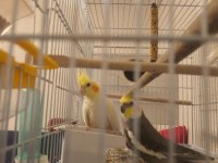 Hazır yavru alınmış dört dörtlük bakıcı takım kuşlar