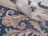 British Shorthair Minnoşum