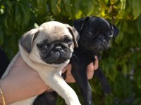 İki Aylık Pug Yavrularım Teslime Hazır