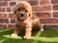 Safkan toy Poodle yavrular
