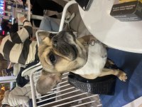 French bulldog köpeği