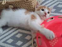 Minik Erkek Yavrusu Yuva Arıyor Sarman
