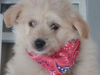 3 Aylık Köpeğimiz