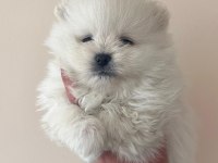 Pomeranian bebekler orginal çanta boy