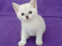 British Shorthair Pamuk Prenses Yavrumuz
