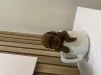 Sağlık ve ırk garantili show kalite poodle patilerim