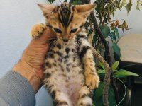 Show class bengal kedisi yavruları