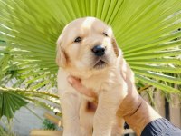 Golden retriever yavrularımız için ulaşın
