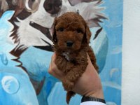 RUHSATLI POODLE EVİNDEN ÇOK SAYIDA POODLE BEBEK