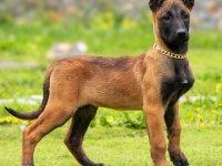 Malinois yavrularda son nokta