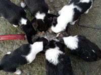 Jack Russell kopeklerim