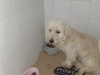 Dişi terrier