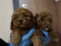 POODLE GİBİ MALTİPOO