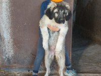 Safkan ırk garantili kafkas çoban yavruları