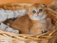 Altın Portakal Golden Scottish Fold 