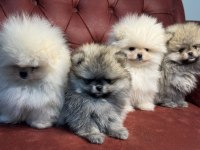 Çok Özel Ayı Suratlı Pomeranian Boo Yavrular