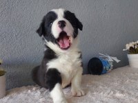 Border Collie Yavru Köpeklerimiz
