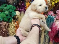 Baby Face Golden Retriever Bebekler