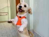 EĞİTİMLİ MALTİPOO