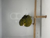 Erkek Kanarya