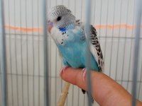 Jumbo Yavru Muhabbet Kuşu