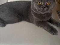 British shorthair kedimiz duman