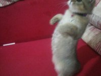 2 aylık oyuncu bir dişi scottish fold